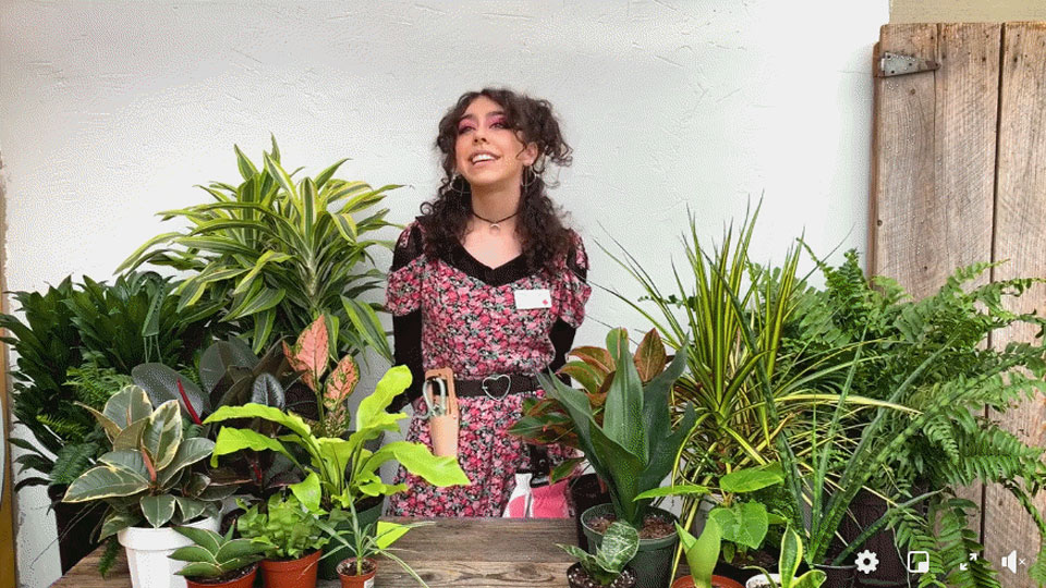 A Molbak’s Garden Center associate discusses growing houseplants for health during a recent livestream.